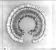 Icon of Burton photograph: p0239 (size=72.89Kb)