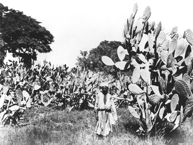 not known, Egyptian countryside (before 1874
[In an album dated 1873-4.])