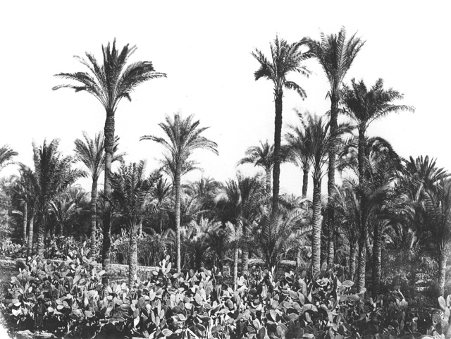 Hammerschmidt, W., Egyptian countryside (1857-9
[The dates of Hammerschmidt's visits to Egypt.])