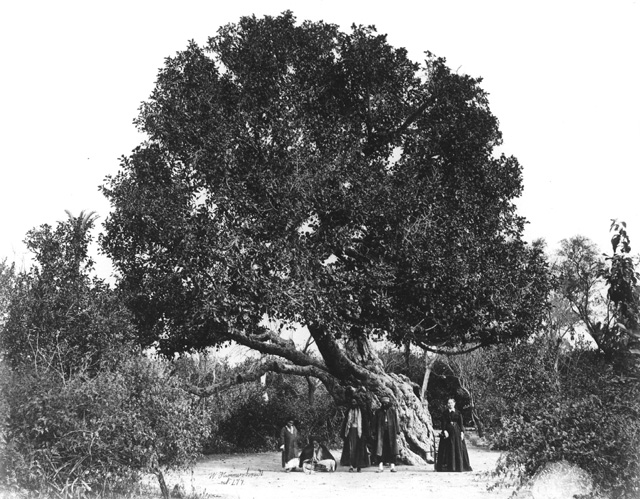 Hammerschmidt, W., Heliopolis (1857-9
[The dates of Hammerschmidt's visits to Egypt.])