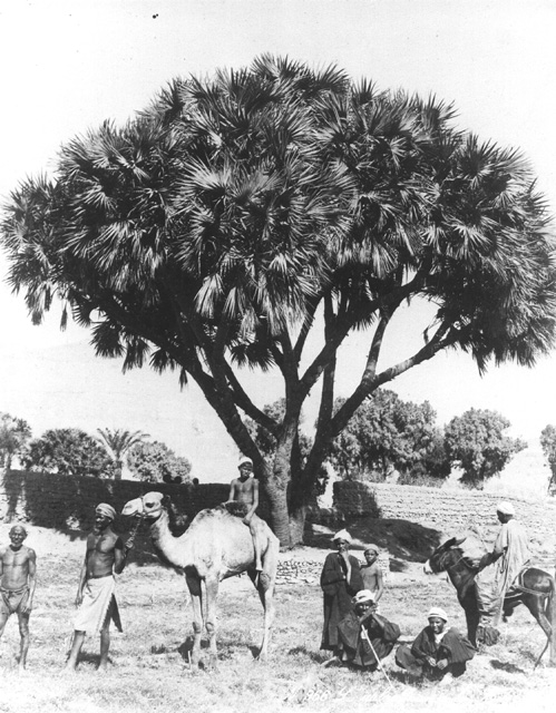 Zangaki, G., Egyptian countryside (c.1890
[Estimated date.])