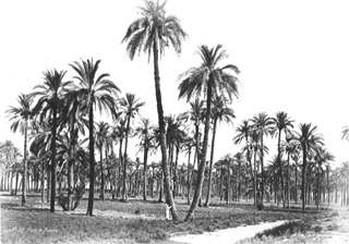 B�chard, H., Egyptian countryside (before 1878
[Reproduced in 1878.]) (Enlarged image size=39Kb)