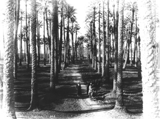 Lekegian, G., Egyptian countryside (c.1890
[Estimated date.]) (Enlarged image size=49Kb)