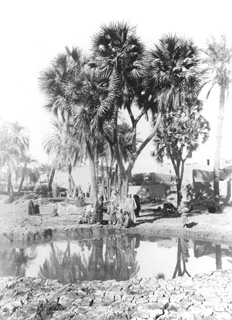 Beato, A., Egyptian countryside (c.1890
[Estimated date.]) (Enlarged image size=42Kb)