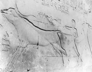 Beato, A., Abydos (c.1900
[Gr. Inst. 4132 in an album dated 1904.]) (Enlarged image size=36Kb)
