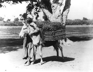 Lekegian, G., People and scenes of daily life (c.1890
[Estimated date.]) (Enlarged image size=38Kb)