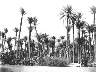 not known, Egyptian countryside (before 1874
[In an album dated 1873-4.]) (Enlarged image size=43Kb)