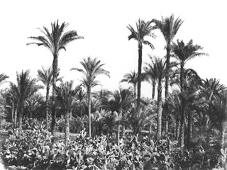 Hammerschmidt, W., Egyptian countryside (1857-9
[The dates of Hammerschmidt's visits to Egypt.]) (Enlarged image size=43Kb)