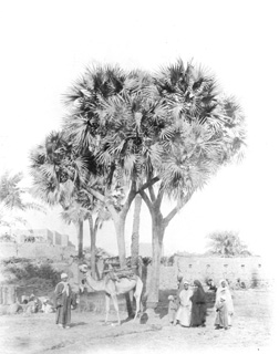 not known, Egyptian countryside (c.1900
[In an album dated 1904.]) (Enlarged image size=33Kb)