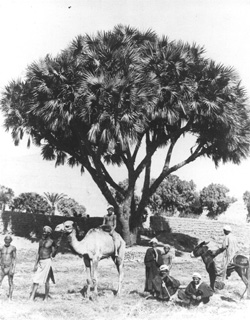 Zangaki, G., Egyptian countryside (c.1890
[Estimated date.]) (Enlarged image size=47Kb)