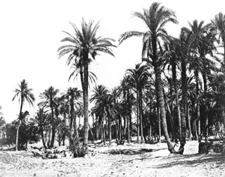 Sebah, J. P., Egyptian countryside (c.1875
[Estimated date.]) (Enlarged image size=50Kb)