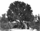 (Click for larger version of this image)